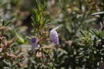 False rosemary